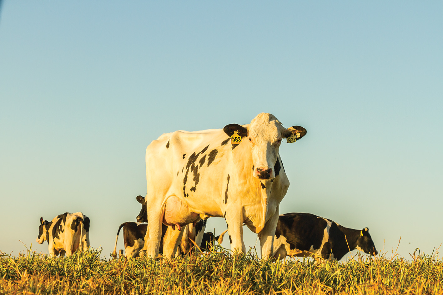 Trang trại chăn nuôi bò sữa hữu cơ 100% tại Mỹ