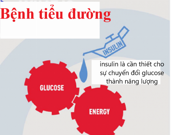 Vai trò của Insulin 