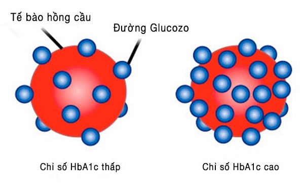 Hba1c là sự liên kết giữa glucose và hồng cầu 
