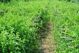 Ví dụ vùng trồng Dây thìa canh tại Lương Sơn, Hòa Bình